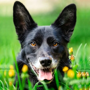 Mobby - Mischling - 2 Jahre - Tierhilfe Franken