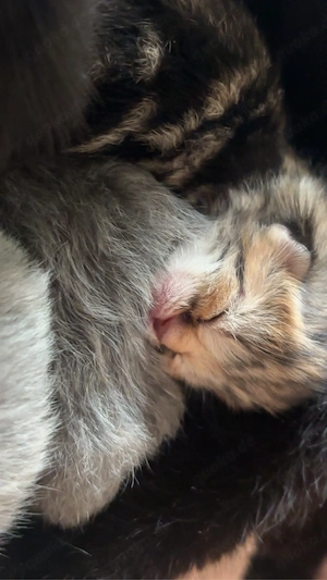 Kitten ab anfang august 