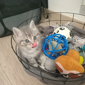 BKH Britisch Kurzhaar Kitten ,2Junge noch frei. 