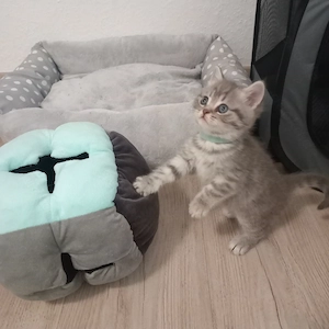 BKH Britisch Kurzhaar Kitten ,2Junge noch frei. 