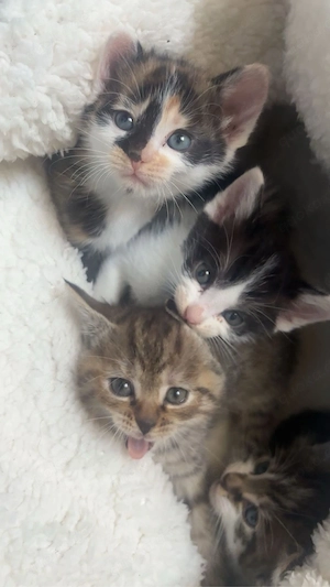 Wir verkaufen 3 wunderschöne weibliche Babykatzen. Die Kleinen sind verspielt, neugierig 