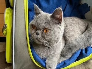 graue katze 