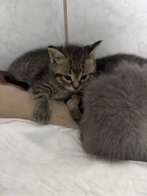 mix katzen