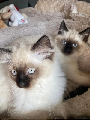    Zwei süße Katzenbabys suchen gemeinsam ein liebevolles Zuhause   