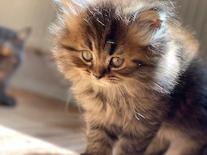 bkh&perse kitten