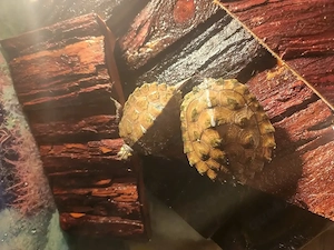 Wasserschildkröten 