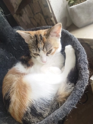 Kitte zu verkaufen 4 monate alt 