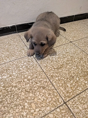 Liebevoller Pinscher Mischling zu verkaufen 