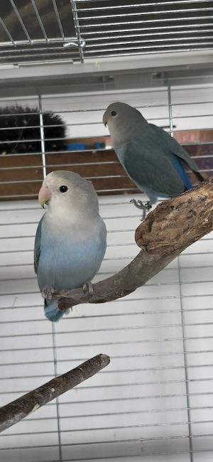 Rosenköpfchen
