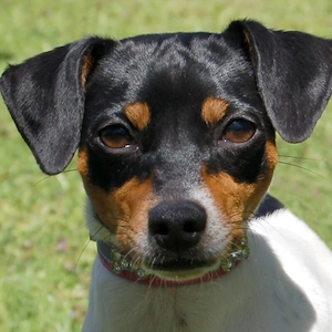 Amy Floh - 1 Jahr - Pinscher-Mix - Tierhilfe Franken e.V.