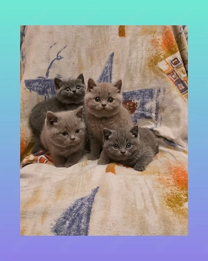 4 Britisch Kurzhaar Kitten reinrassig, suchen noch ein liebevolles zu Hause 