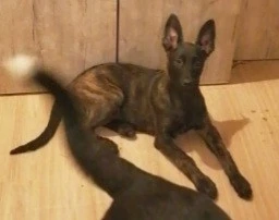 suche ein malinois welpen 