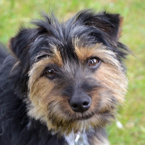Elza - 1 Jahr - Yorki-Mix - Tierhilfe Franke e.V.