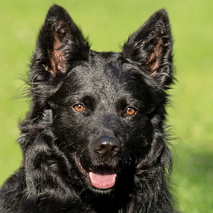 Raffi - 3 Jahre - Groenendael-Mix - Tierhilfe Franken e.V.
