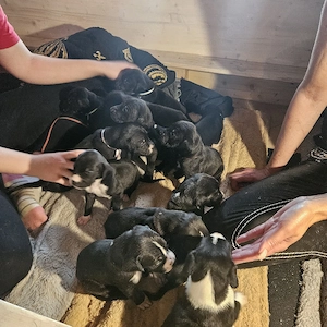 Süße Deutsche Doggen Welpen 