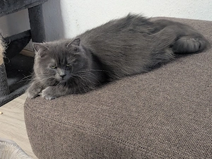 Britische lange Haar Katze 
