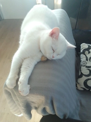 BKH weibliche Katze 4,5 Monate alt  Bild 2