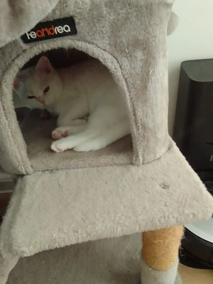 BKH weibliche Katze 4,5 Monate alt  Bild 3