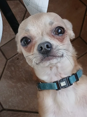 Chihuahua Rüde Kastriert 