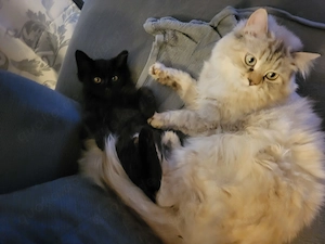 Letzter BKH BLH Kater sucht 