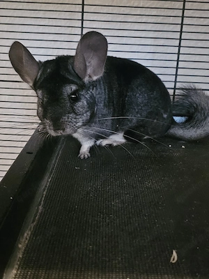 Chinchilla Bock Chinichi