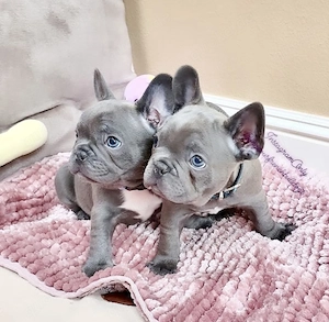 Französische Bulldoggen Welpen mit Stammbaum