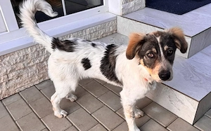 Freundliches Hundemädchen Jasmina sucht Zuhause mit Garten