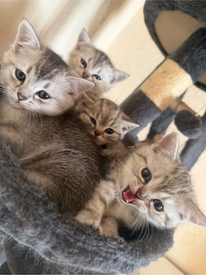 Baby Katzen Kitten