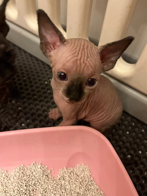 Canadian Sphynx ( M) Baby mit Tasthaare Bild 4