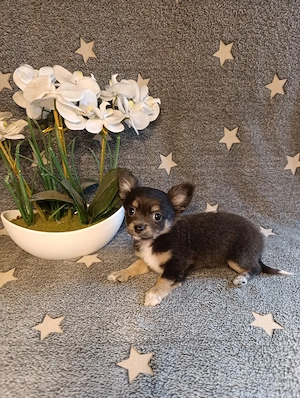 3 süße Langhaar Chihuahua Weibchen suchen neues Zuhause!