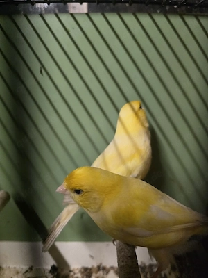 kanarienvogel 