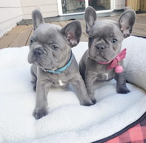  Französische Bulldoggen Welpen ohne Atemprobleme