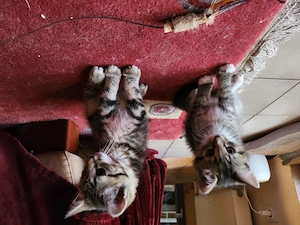 zuckersüße Kitten- Kater sind bald auszugsbereit