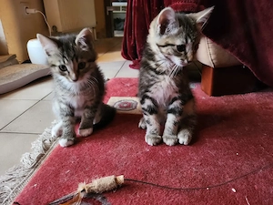 zuckersüße Kitten- Kater sind bald auszugsbereit
