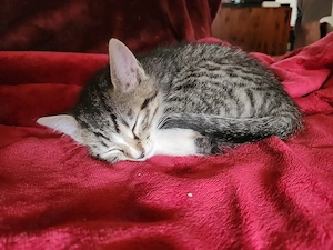zuckersüße Kitten sind auszugsbereit: noch 1 Kater  Bild 3