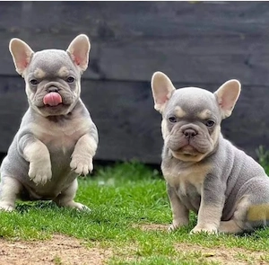Französische Bulldoggenwelpen suchen ein neues Zuhause