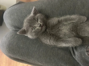 baby katzen