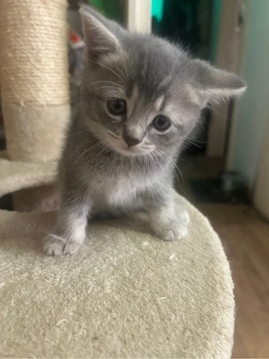 baby katzen