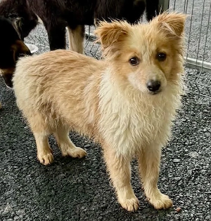 Lani   kleines Hundekind auf der Suche nach Geborgenheit