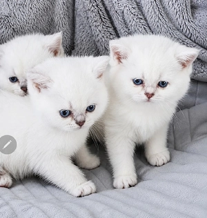 BKH Kitten mit blauen Augen 