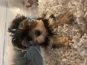 Welpen    Yorkshire Terrier 