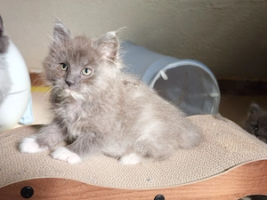 Maine Coon Kitten in blue White 