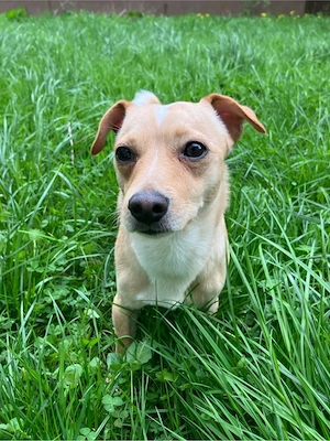 Jack Russel -Chihuaua Mix  Bild 5
