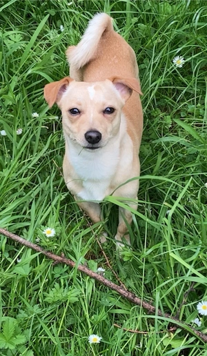 Jack Russel -Chihuaua Mix  Bild 3