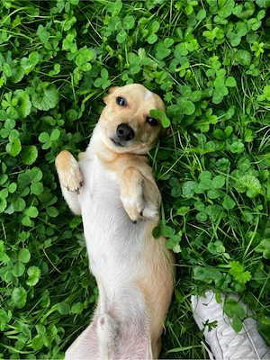 Jack Russel -Chihuaua Mix  Bild 2