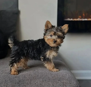Reinrassige Yorkshire Terrier Welpen