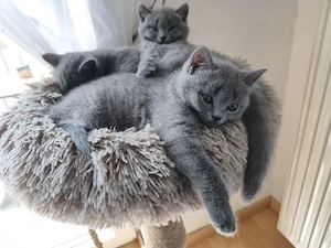 Kitten Britisch kurzhaar BkH 