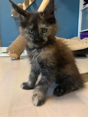 Süßes Maine Coon Kitten 