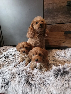 Wunderschöne Cavapoo's  Bild 4