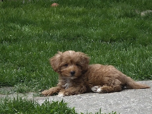 Wunderschöne Cavapoo's  Bild 3
